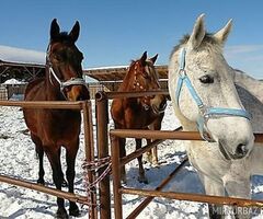 Масленица и День защитника Отечества в Ваньково !