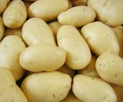 Алтайский картофель высокого качества оптом