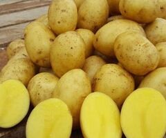Овощи оптом с ежедневной отгрузкой из Алтайского края